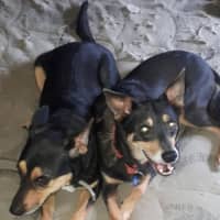 Photo of Rocky & Max   8 & 6 Year Old Kelpies