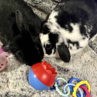 Photo of Black Beauty And Happy Feet 