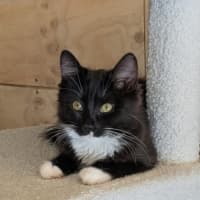 Photo of Opal *9 Lives Project Rescue*