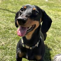 Photo of Diesel