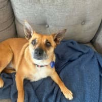 Photo of Remi   6 Year Old Jack Russell X, Girl