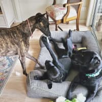 Photo of Brittney, The Greyhound