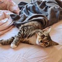 Photo of Twinkle Tail