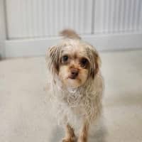 Photo of 🥐 Sandy 6064 🥐