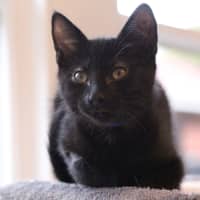 Photo of 💙 Moose 💙