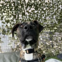 Photo of Indie