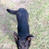 Photo of Koda