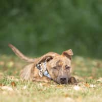 Photo of Luna