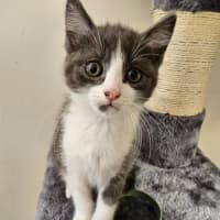 Photo of Penny Meet Me@Petstock Hastings Store