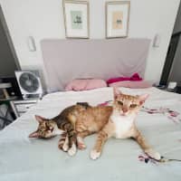 Photo of Ginger & Lily