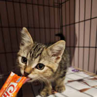 Photo of Margot   Located In Templestowe