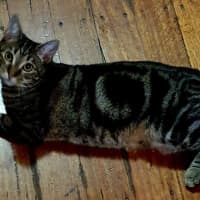 Photo of Shanti