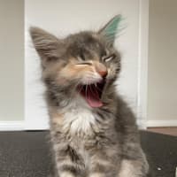 Photo of Milli
