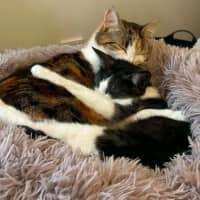 Photo of Comet *9 Lives Project Rescue*