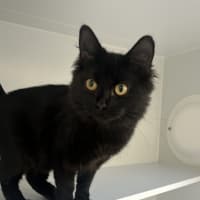 Photo of Posie