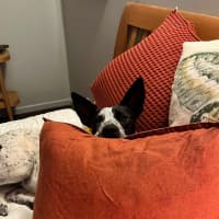 Photo of Daisy