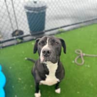 Photo of Riot Imp 1910