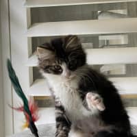 Photo of Lorrie *9 Lives Project Rescue*