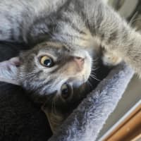 Photo of Pitt ** 2nd Chance Cat Rescue**