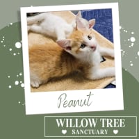 Photo of Peanut