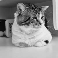 Photo of Whiskey (9028)