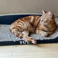 Photo of Charlie Lou Sta013002