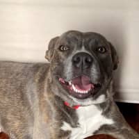 Photo of D1295 Misty