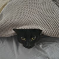 Photo of Bixie