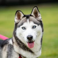 Photo of Freya