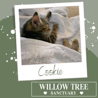 Photo of Cookie