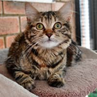 Photo of Purrfessor Minerva