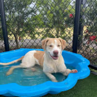 Photo of Gromit Imp 1418