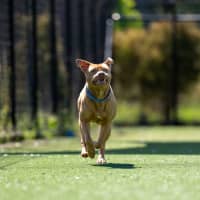 Photo of Butternut Imp 2387