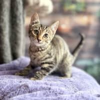 Photo of Buttercup   Meet Me At Ivanhoe East Vet Clinic