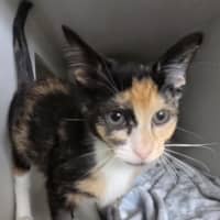 Photo of Waltz *Available At Pet Stock Milperra*