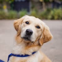Photo of Arlo