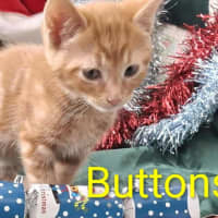 Photo of Buttons Meet Me@Hastings Petstock