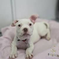 Photo of Snowy