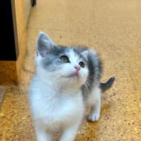 Photo of Clementine
