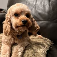Photo of Marley   22 Month Old Cavoodle