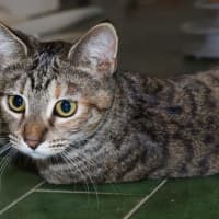 Photo of June Bug   Available At Pet Quarters Belmont