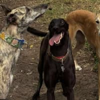 Photo of Sonya, The Cat Friendly Greyhound