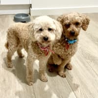 Photo of Lilly And Murphy 