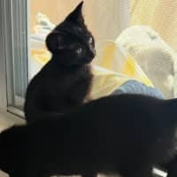 Photo of Amani