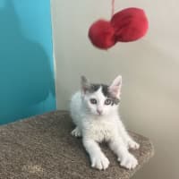 Photo of Alfie   Now Available At Pet Quarters Rutherford