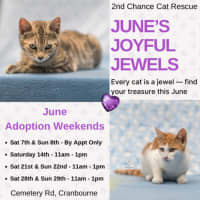 Photo of Miyo **2nd Chance Cat Rescue**