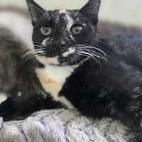 Photo of Zinnia