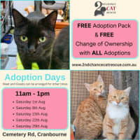 Photo of Deli**2nd Chance Cat Rescue**
