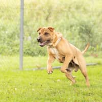 Photo of Tank
