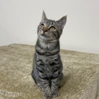 Photo of Blueberry